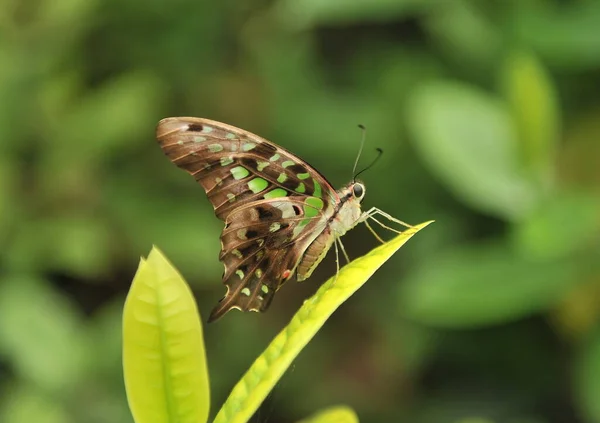 Ein schöner Schmetterling sitzt auf einem grünen Blatt Holz. — Stockfoto