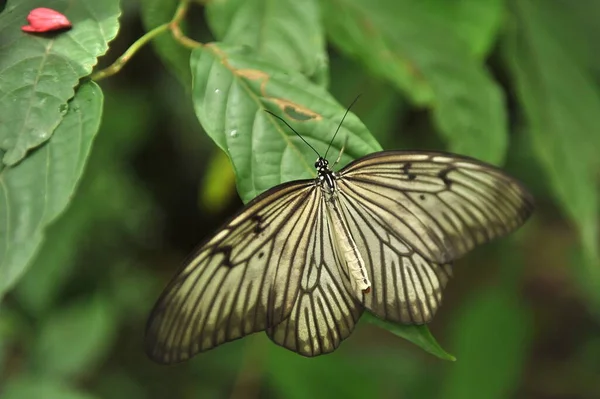 Ein schöner Schmetterling sitzt auf einem grünen Blatt Holz. — Stockfoto