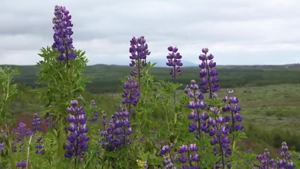 Island. Lila blommor. Vacker utsikt över fantastiska natursköna lupiner fält. — Stockvideo