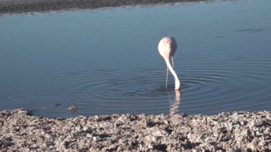 Şili. Pembe flamingo. Atacama Çölü.