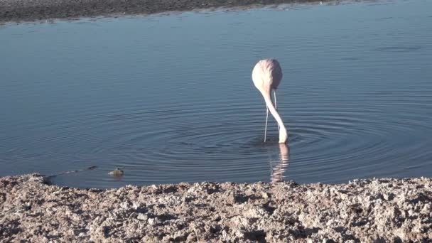 Chili. Roze flamingo. Atacamawoestijn. — Stockvideo