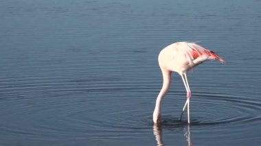 Şili. Pembe flamingo. Atacama Çölü.