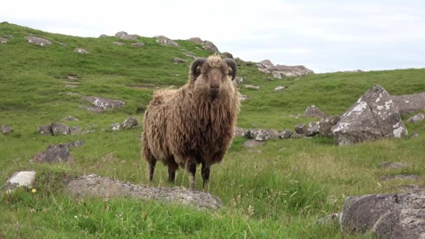 Faroe islands. Denmark. Ram with big horns grazes on green summer meadow. UHD 4k video — Stock Video