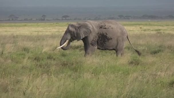 アフリカ。ケニア。サバンナだ。象はサバンナを歩き回る. — ストック動画