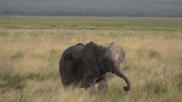 Африка. Кения. Саванна. Слоны бродят по саванне . — стоковое видео