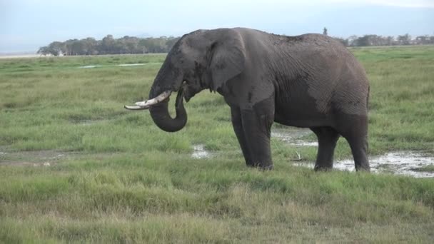 Afrykę. Kenia. Jestem Savannah. Słonie wędrują po sawannie. — Wideo stockowe