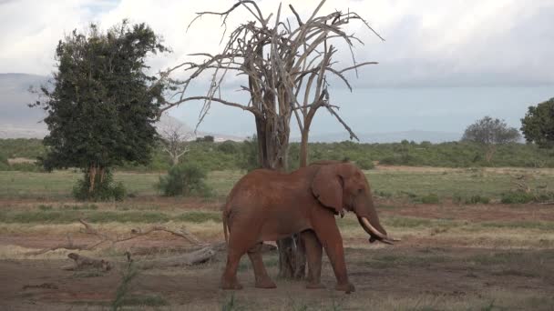 Africa. Kenya. Savannah. Elephants roam the savannah. — Stock Video