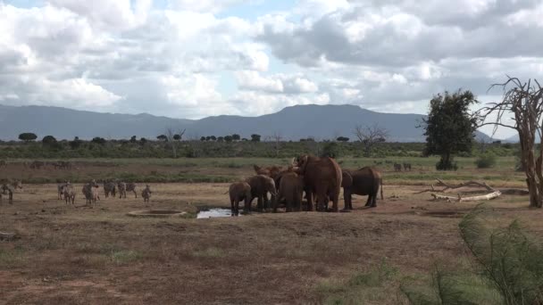 Afrika. Kenyo. Savannah. Sloni se potulují savanou. — Stock video