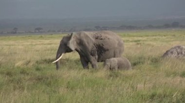 Kenya. Afrika. Ulusal parktaki savanda filler yürür..