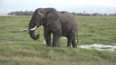 Kenya. Afrika. Ulusal parktaki savanda filler yürür..