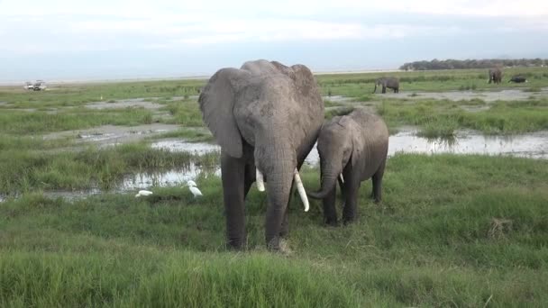 Kenya. Afrika. Ulusal parktaki savanda filler yürür.. — Stok video