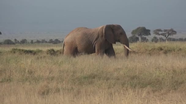 Kenyo. Afrika. Sloni chodí po savaně v národním parku.