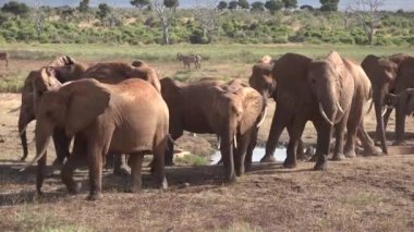 Afrika. Afrika savanasında fil sürüsü