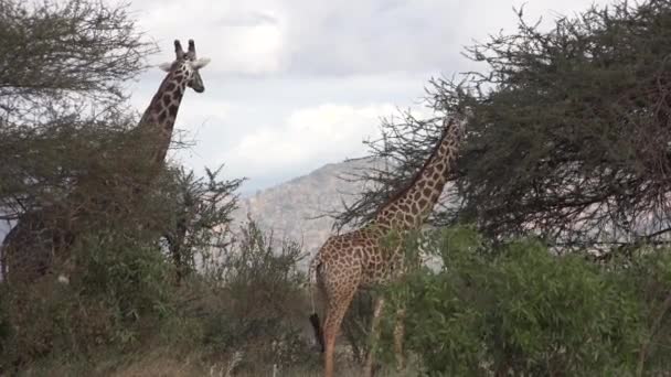 Kenya. Giraffe in African Savannah 4k — Stock Video