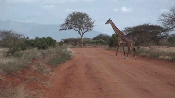 Kenia. Żyrafa w afrykańskiej Savannah 4k — Wideo stockowe