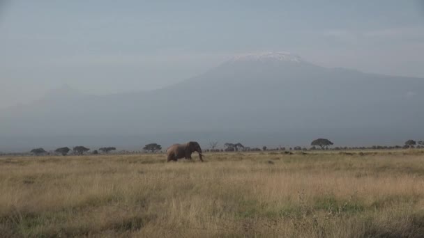 Kenia. Afrika. Olifanten lopen over de savanne in het nationale park. — Stockvideo