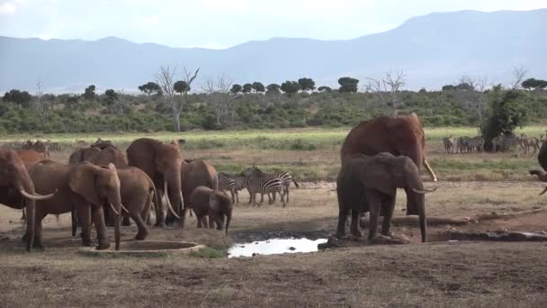 Kenia. Afrika. Olifanten lopen over de savanne in het nationale park. — Stockvideo