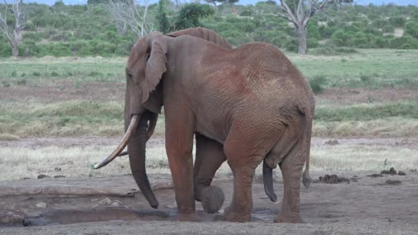 ケニア。アフリカ。象は国立公園のサバンナを歩く. — ストック動画