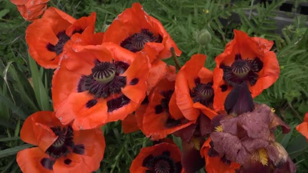 Canada. Red poppies in Halifax. Nova Scotia. — Stock Video