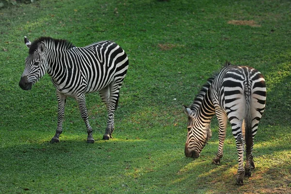 Afrika. Sambia. Die Zebras grasen auf dem Feld. — Stockfoto