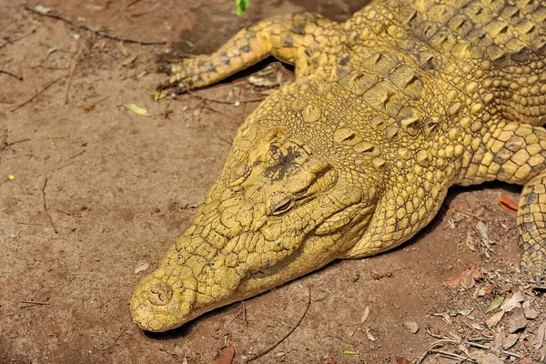 L'Afrique. Zambie. Le crocodile repose sur le rivage. — Photo