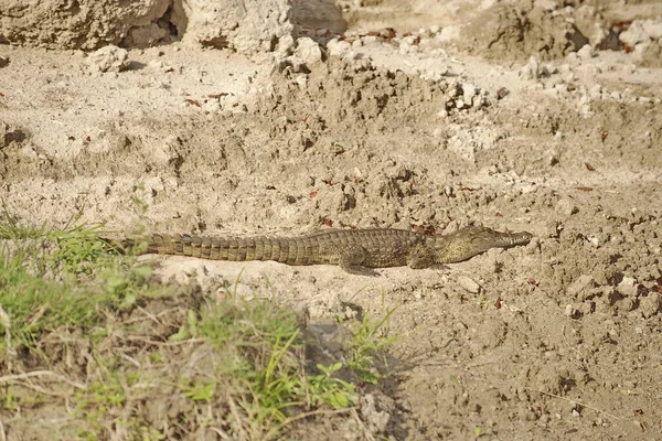 L'Afrique. Zambie. Le crocodile repose sur le rivage. — Photo