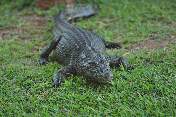 L'Afrique. Zambie. Le crocodile repose sur le rivage. — Photo