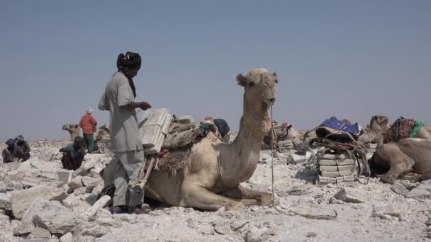 Ethiopië. Karavaan van kamelen in de woestijn — Stockvideo