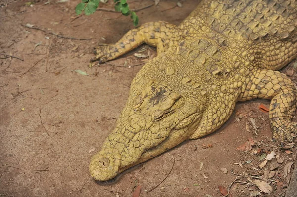 Zambiában. Afrikában. Krokodil a folyóparton. — Stock Fotó