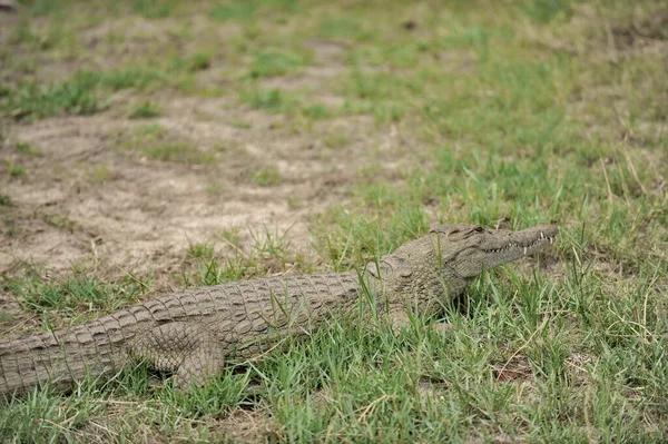 Zambie. L'Afrique. Crocodile sur la rive de la rivière. — Photo