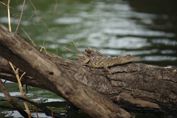 Zambie. L'Afrique. Crocodile sur la rive de la rivière. — Photo