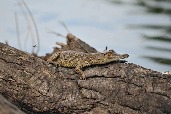 Zambie. L'Afrique. Crocodile sur la rive de la rivière. — Photo