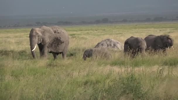 Afrika. Kenya. Fil savanda ot yer. — Stok video