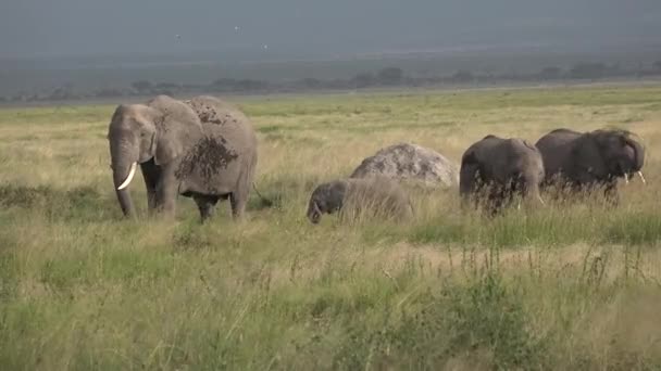 ¡África! Kenia. Elefante come hierba en sabana — Vídeo de stock