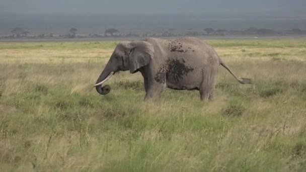 Afrika. Kenyo. Slon jí trávu v savaně — Stock video