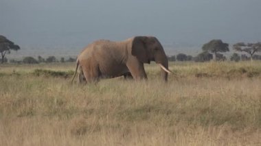 Afrika. Kenya. Fil savanda ot yer.