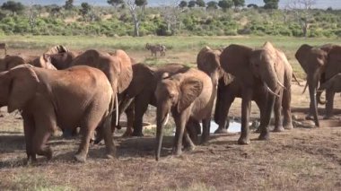 Afrika. Kenya. Fil savanda ot yer.