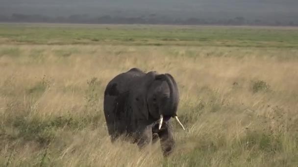 ¡África! Kenia. Elefante come hierba en sabana — Vídeos de Stock