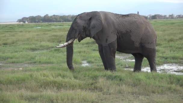 ¡África! Kenia. Elefante come hierba en sabana — Vídeo de stock