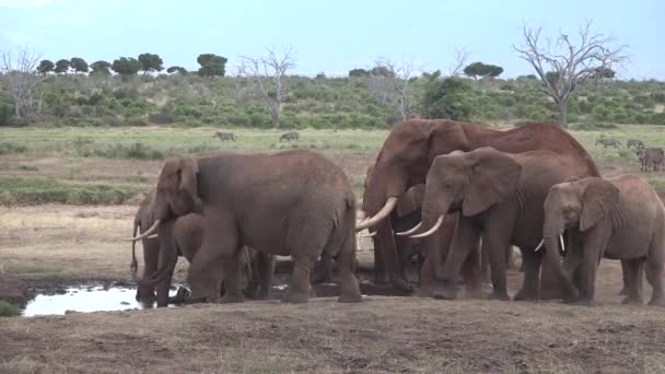 Afrika. Kenya. Fil savanda ot yer. — Stok video