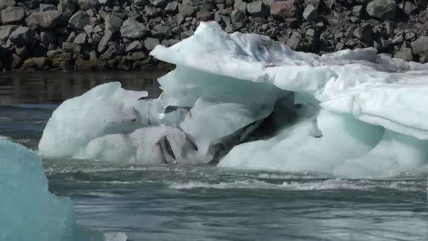 IJsland. Jokulsarlon lagune, Prachtige koude landschap foto van ijzige gletsjer lagune baai. IJsbergen in de Jokulsarlon gletsjerlagune. Nationaal park Vatnajokull. — Stockvideo