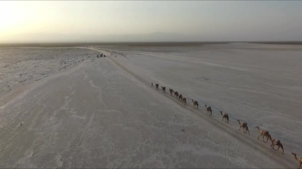 Ethiopië, Danakil Woestijn. Kamelenkaravaan met zout, EDITORIË — Stockvideo