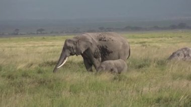 Afrika. Kenya. Fil savanda ot yer.