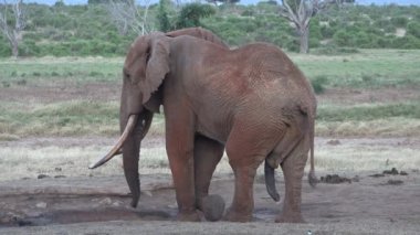 Afrika. Kenya. Fil savanda ot yer.