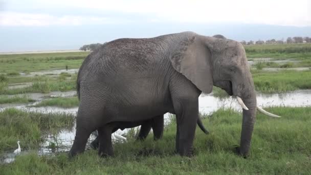 Afrika. Kenia. Olifant eet gras in savanne — Stockvideo