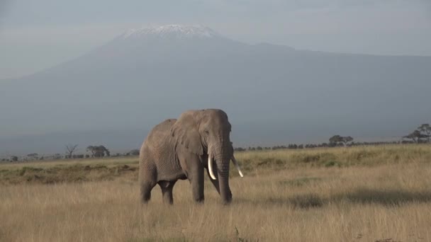 Afrika. Kenyo. Slon jí trávu v savaně — Stock video