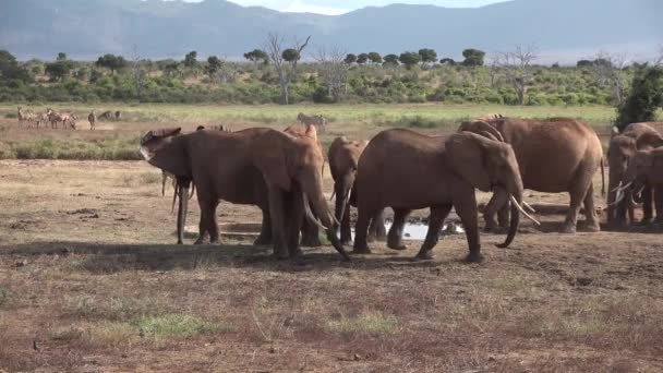 Αφρική. Κένυα. Ο ελέφαντας τρώει γρασίδι στη σαβάνα — Αρχείο Βίντεο