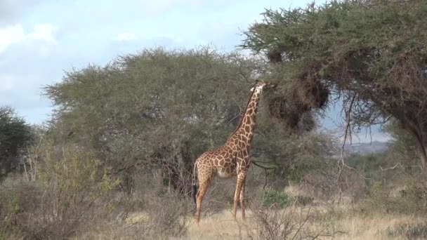 Kenia. Żyrafy chodzą po sawannie. — Wideo stockowe