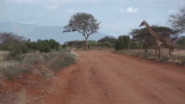 케냐. 대초원을 걷고 있는 기린. — 비디오