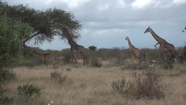 Kenia. Giraffen lopen op de savanne. — Stockvideo
